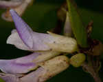 Hog Peanut